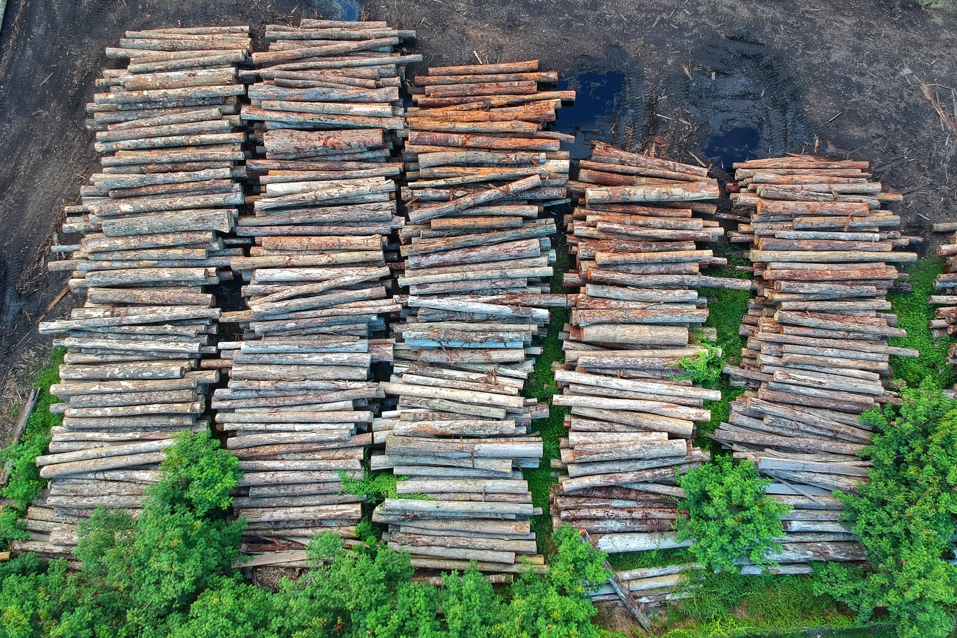 deforestation