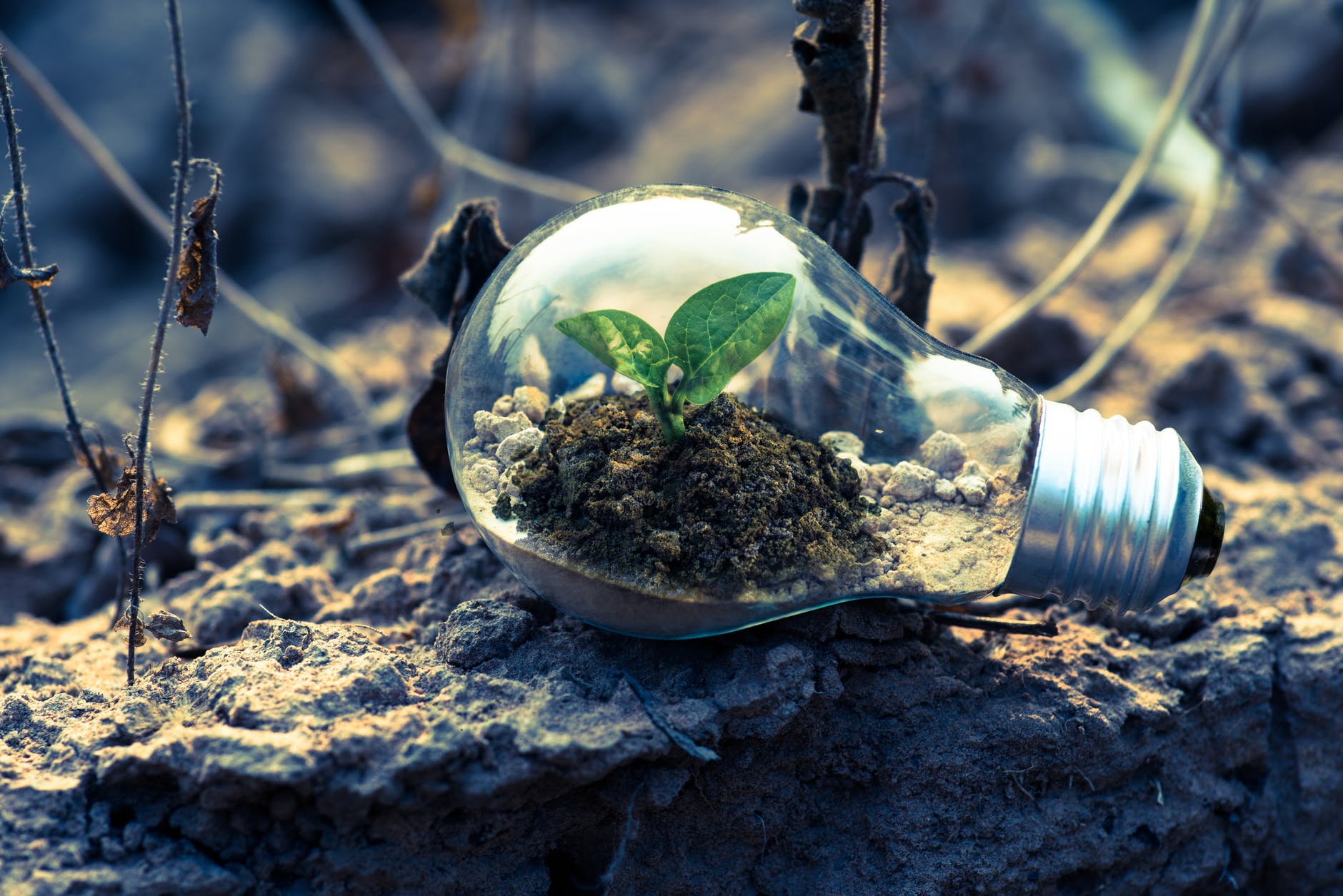 plant growing in a lightbulb