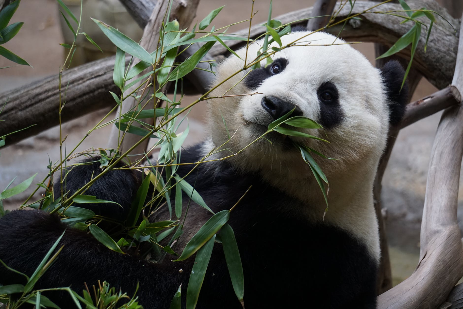 panda